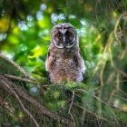 Interesting Facts About Great Horned Owl 9 Facts Great Horned Owl